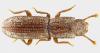 Langelandia exigua